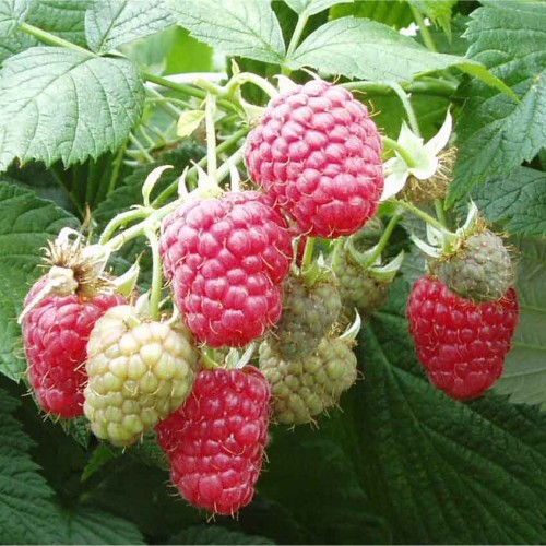 Raspberry Canes Octavia Summer Fruiting Raspberry Bushes | ScotPlants Direct